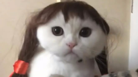 猫你哪个村的,这发型太辣眼睛了